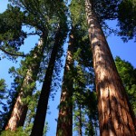 sequoia-national-parks-sequoia-trees1